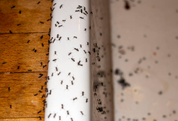 Best Best Pest Control Companies  in Mount Sinai, NY