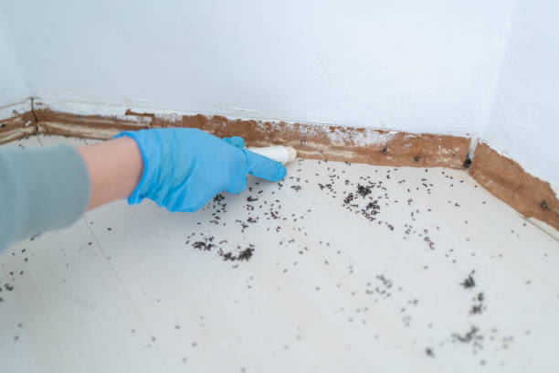 Insect Control in Mount Sinai, NY